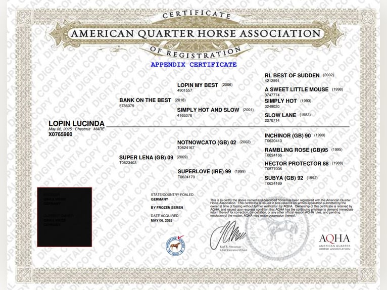 American Quarter Horse Stute 1 Jahr 164 cm Fuchs in Bad Zwischenahn