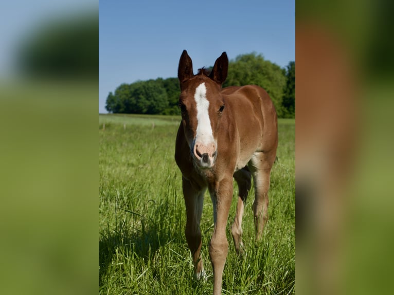 American Quarter Horse Stute 1 Jahr Brauner in Ohlungen