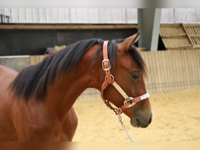 American Quarter Horse Stute 1 Jahr Brauner in Höchstberg