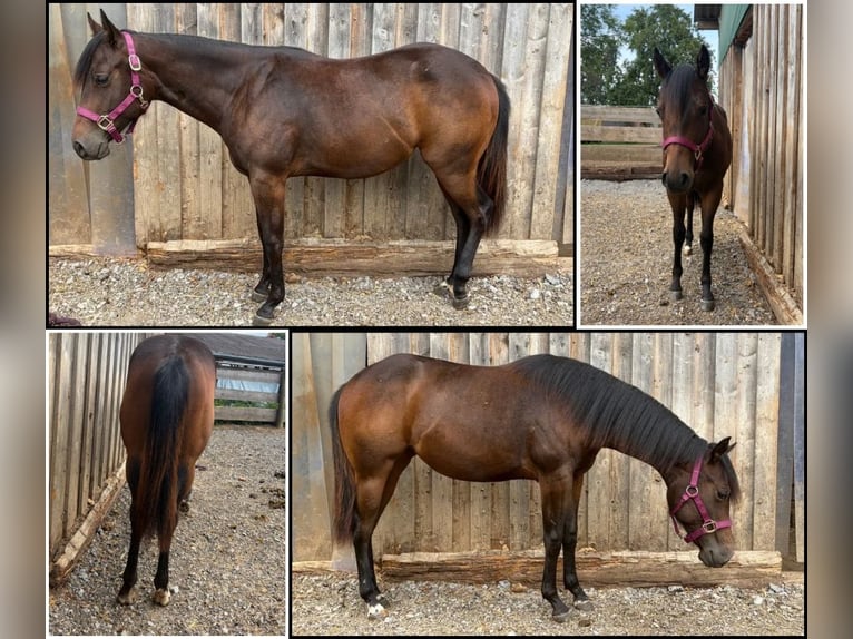 American Quarter Horse Stute 1 Jahr Brauner in Welzheim