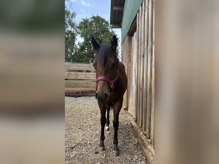 American Quarter Horse Stute 1 Jahr Brauner in Welzheim
