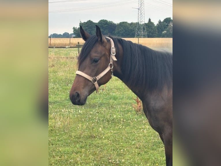 American Quarter Horse Stute 1 Jahr Brauner in Uedem