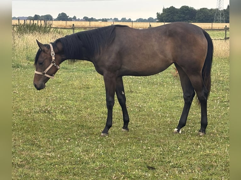 American Quarter Horse Stute 1 Jahr Brauner in Uedem