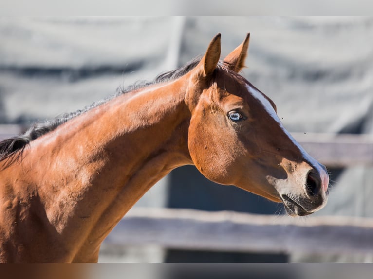American Quarter Horse Stute 1 Jahr Brauner in Oisnitz