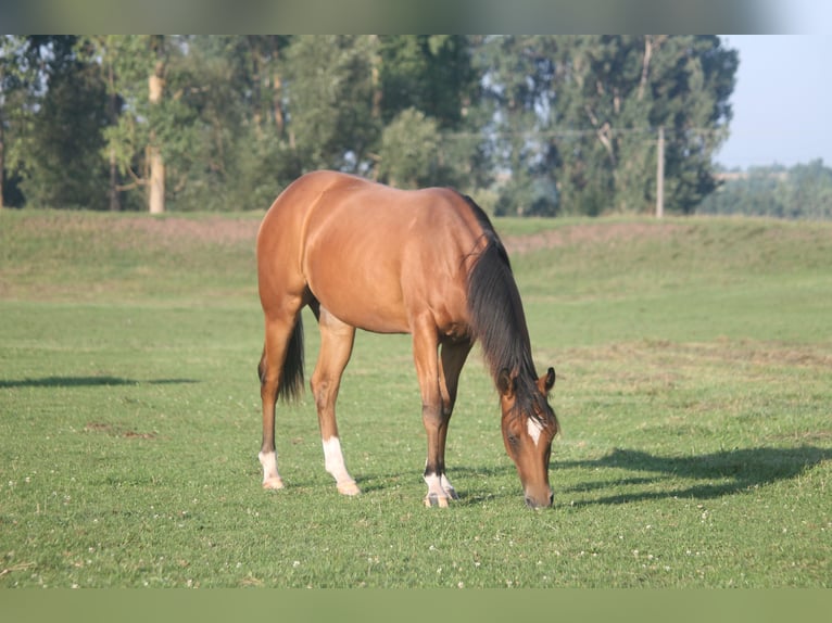 American Quarter Horse Stute 1 Jahr Brauner in Haigerloch