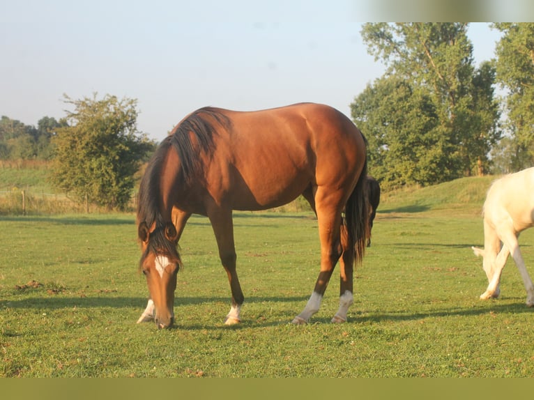 American Quarter Horse Stute 1 Jahr Brauner in Haigerloch