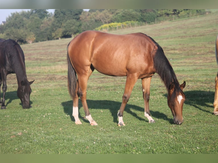 American Quarter Horse Stute 1 Jahr Brauner in Haigerloch