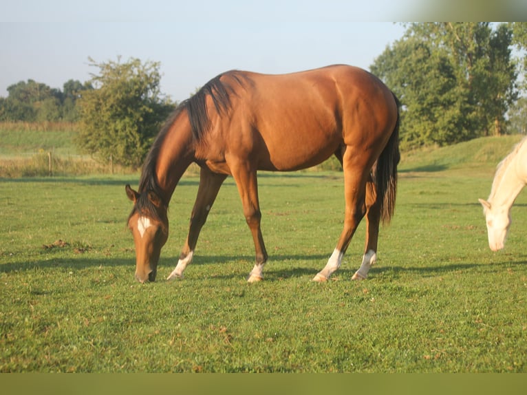American Quarter Horse Stute 1 Jahr Brauner in Haigerloch