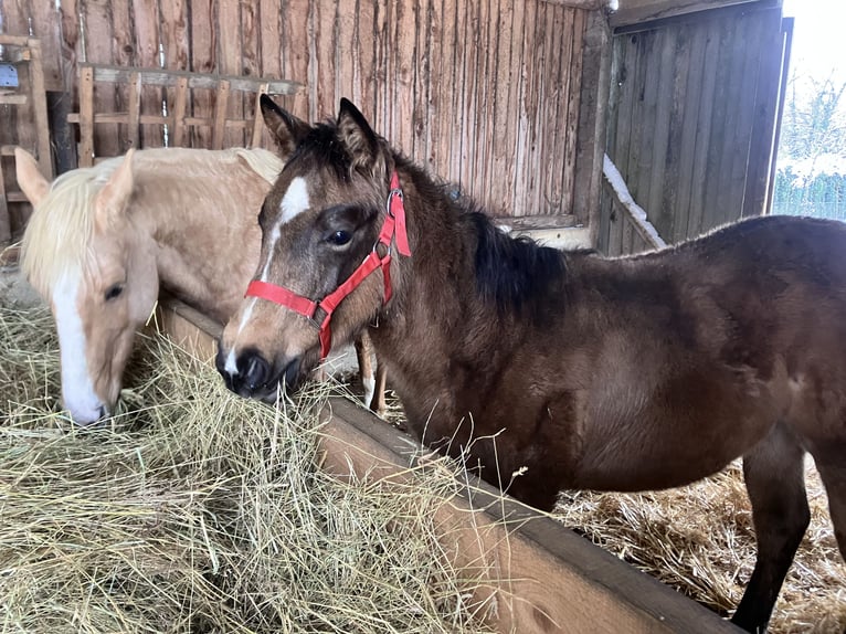 American Quarter Horse Stute 1 Jahr Buckskin in Petit-Réderching