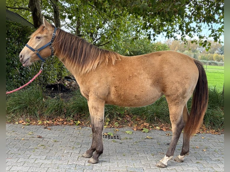 American Quarter Horse Stute 1 Jahr Champagne in Lelystad