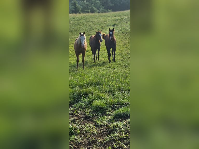 American Quarter Horse Stute 1 Jahr Dunkelbrauner in M&#xFC;nchen