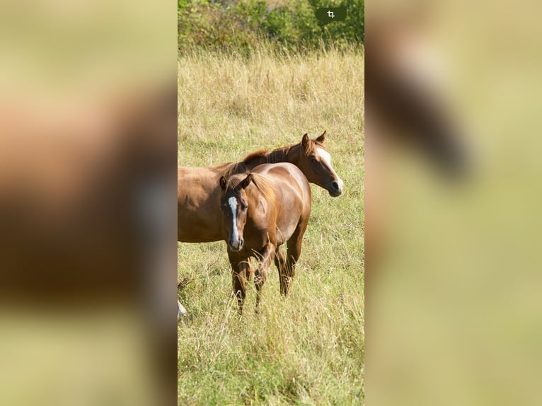 American Quarter Horse Stute 1 Jahr Dunkelbrauner in M&#xFC;nchen