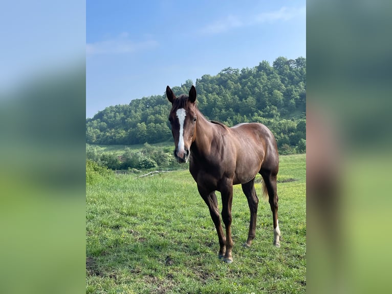 American Quarter Horse Stute 1 Jahr Dunkelbrauner in M&#xFC;nchen