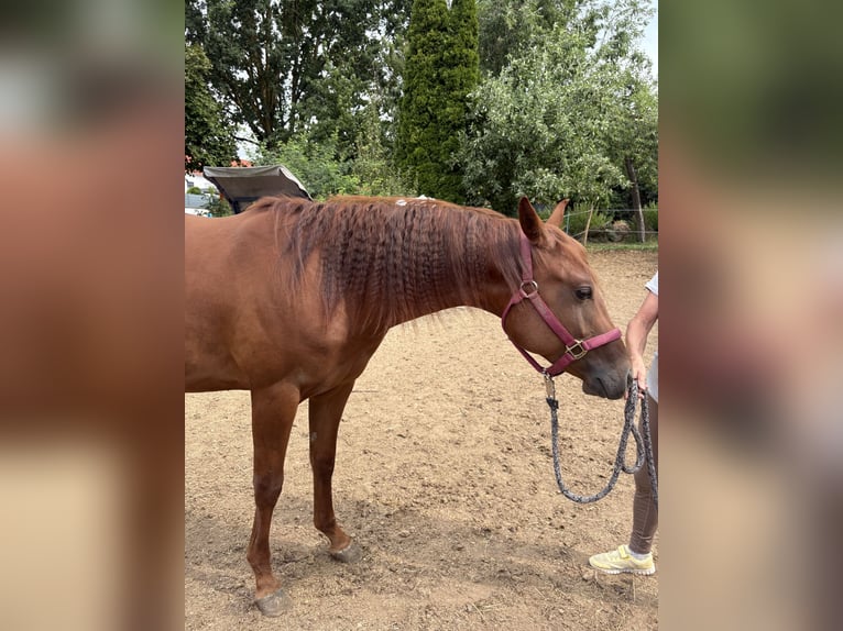 American Quarter Horse Stute 1 Jahr Dunkelbrauner in Rottenburg am Neckar