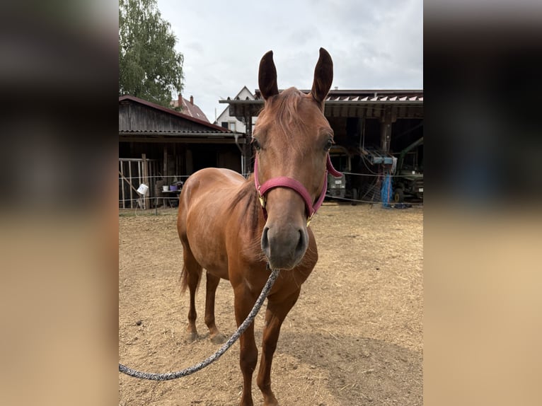 American Quarter Horse Stute 1 Jahr Dunkelbrauner in Rottenburg am Neckar