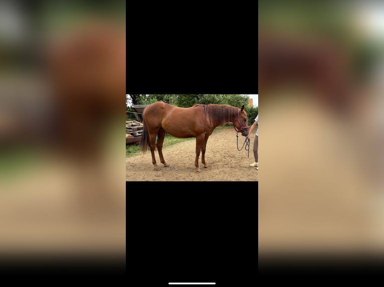American Quarter Horse Stute 1 Jahr Dunkelbrauner in Rottenburg am Neckar