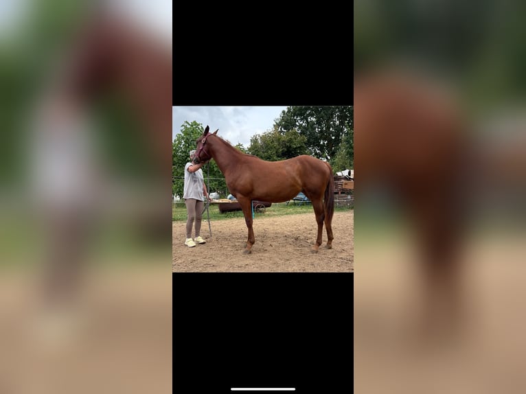 American Quarter Horse Stute 1 Jahr Dunkelbrauner in Rottenburg am Neckar