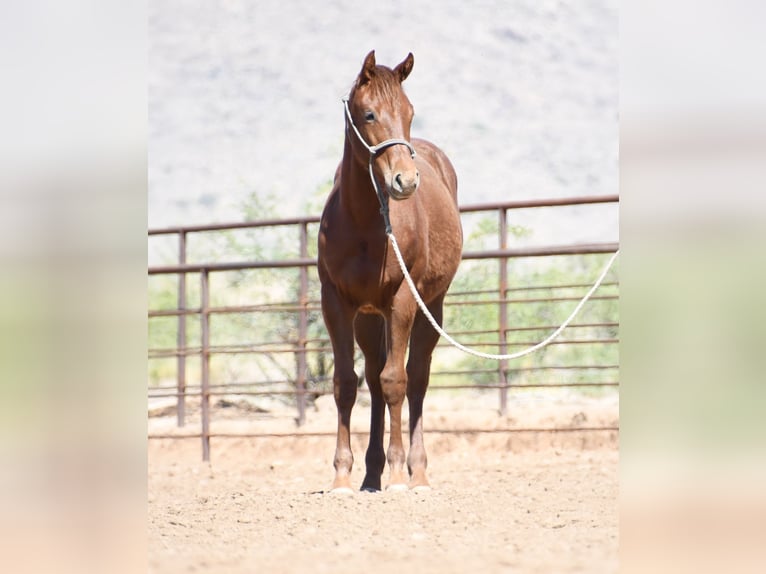 American Quarter Horse Stute 1 Jahr Dunkelfuchs in Congress