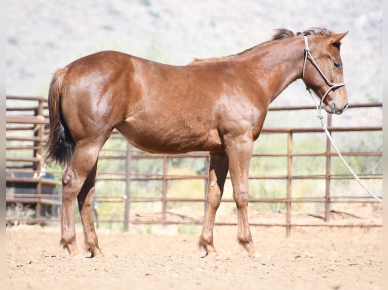 American Quarter Horse Stute 1 Jahr Dunkelfuchs in Congress