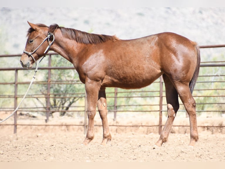 American Quarter Horse Stute 1 Jahr Dunkelfuchs in Congress