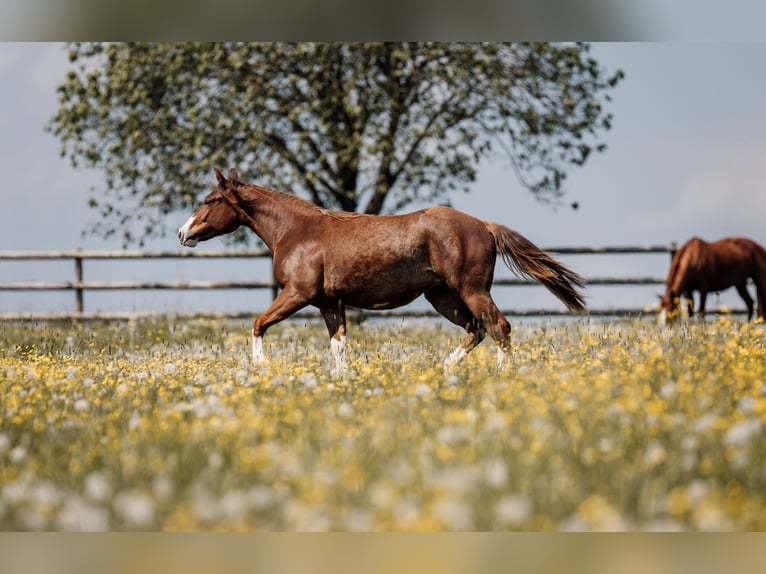 American Quarter Horse Stute 1 Jahr Dunkelfuchs in Deining
