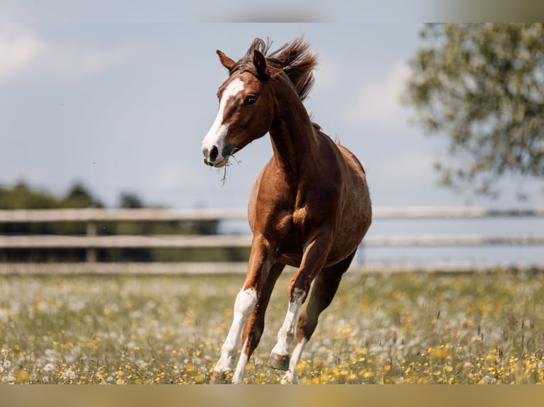 American Quarter Horse Stute 1 Jahr Dunkelfuchs in Deining