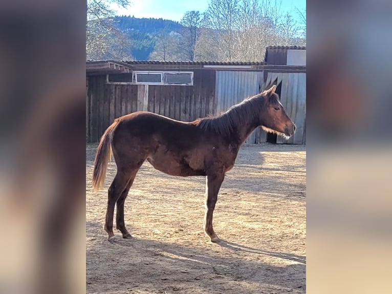 American Quarter Horse Stute 1 Jahr Dunkelfuchs in Pleystein  Lohma 11