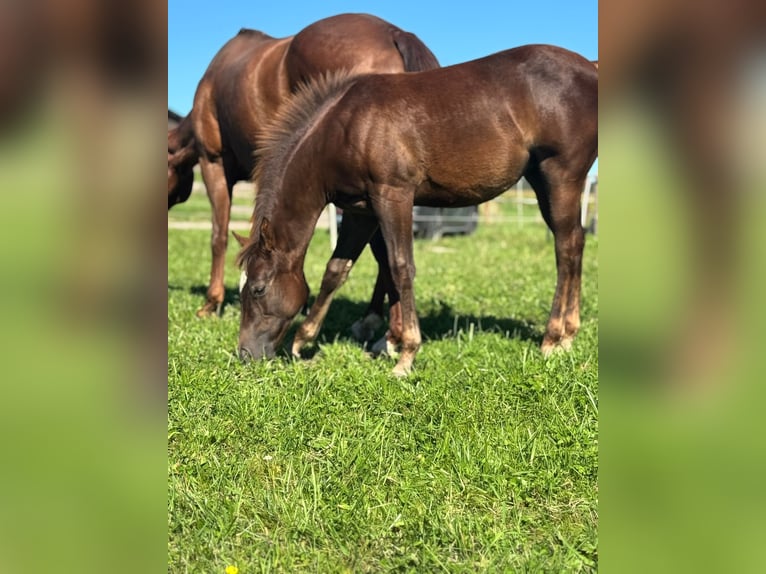 American Quarter Horse Stute 1 Jahr Dunkelfuchs in Pleystein  Lohma 11a