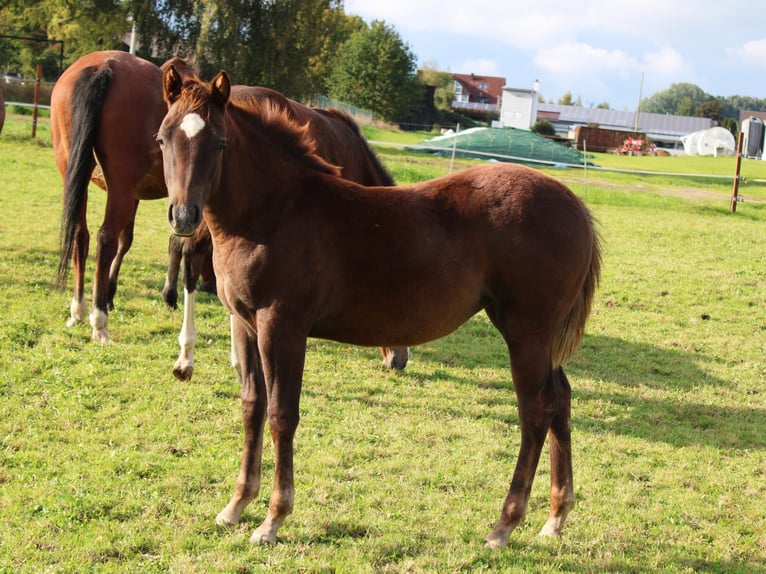 American Quarter Horse Stute 1 Jahr Dunkelfuchs in Pleystein  Lohma 11a