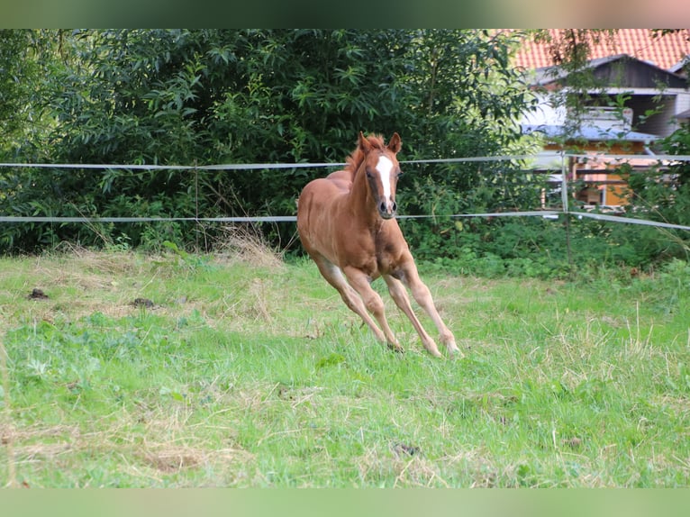 American Quarter Horse Stute 1 Jahr Dunkelfuchs in Twistetal
