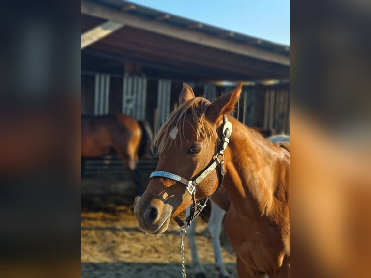 American Quarter Horse Stute 1 Jahr Dunkelfuchs in Rheinfelden American Quarter Horse Stute 1 Jahr Dunkelfuchs in Rheinfelden