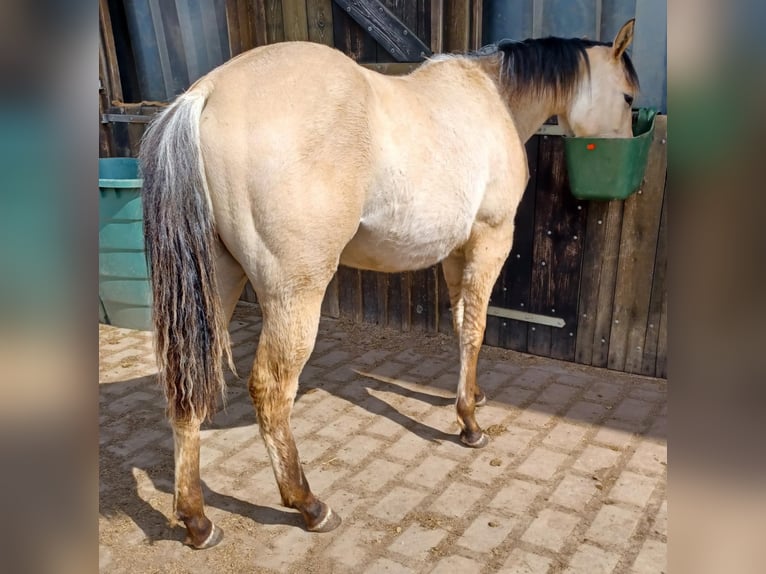 American Quarter Horse Stute 1 Jahr Falbe in Weilburg