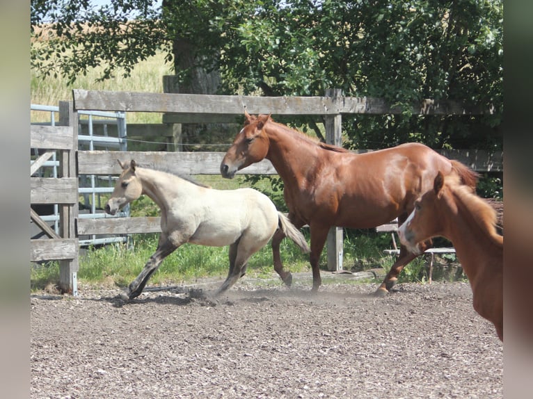 American Quarter Horse Stute 1 Jahr Falbe in Blomberg