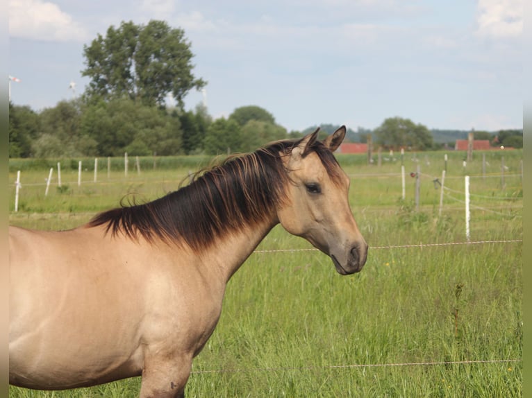 American Quarter Horse Stute 1 Jahr Falbe in Blomberg
