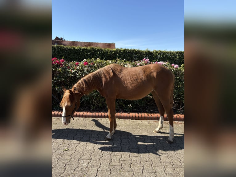 American Quarter Horse Stute 1 Jahr Fuchs in Haren