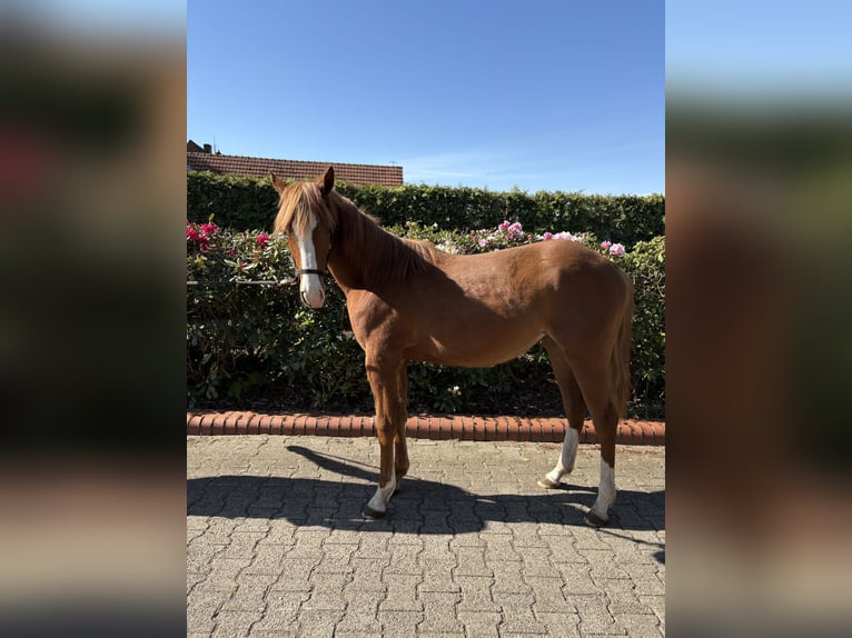 American Quarter Horse Stute 1 Jahr Fuchs in Haren