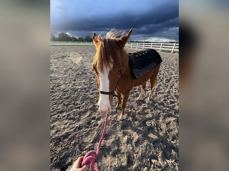 American Quarter Horse Stute 1 Jahr Fuchs in Haren