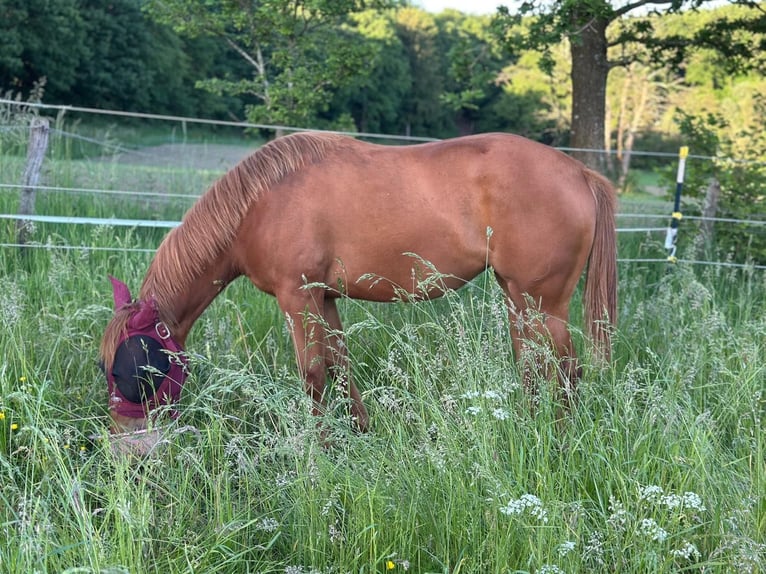 American Quarter Horse Stute 1 Jahr Fuchs in Radevormwald
