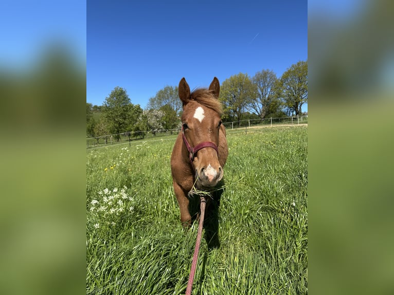 American Quarter Horse Stute 1 Jahr Fuchs in Radevormwald