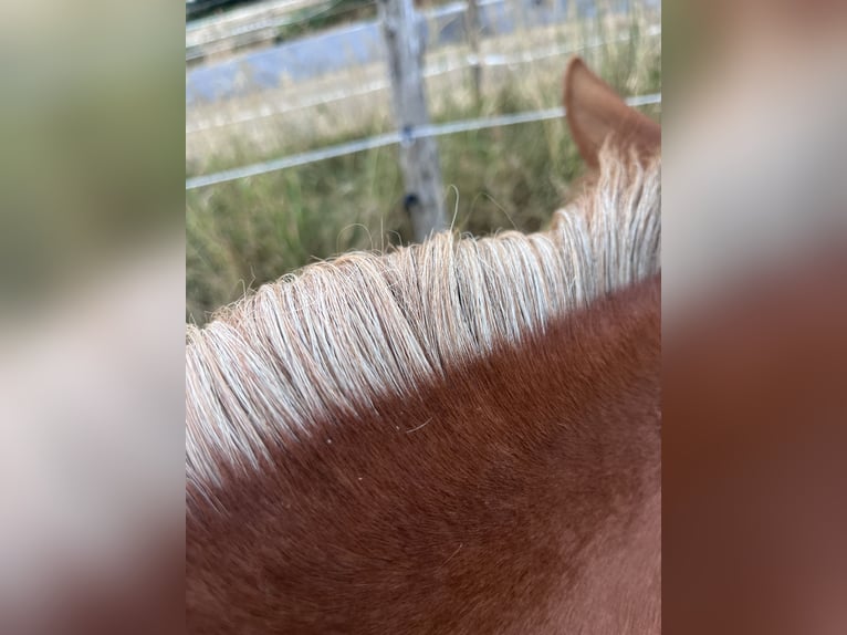 American Quarter Horse Stute 1 Jahr Fuchs in Radevormwald