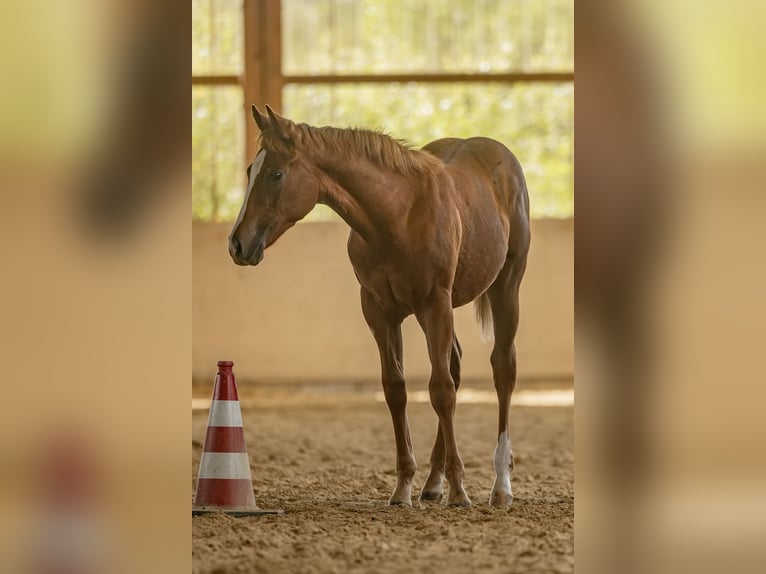 American Quarter Horse Stute 1 Jahr Fuchs in Laubach