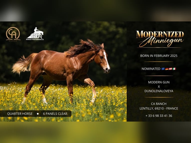 American Quarter Horse Stute 1 Jahr Fuchs in Lentilly