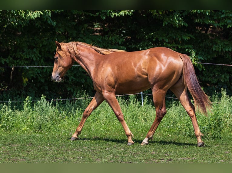 American Quarter Horse Stute 1 Jahr Fuchs in Dietenheim