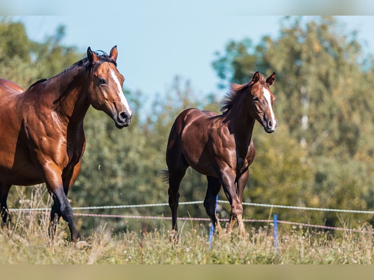 American Quarter Horse Stute 1 Jahr Fuchs in Dietenheim