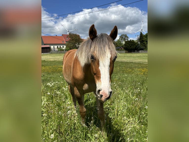 American Quarter Horse Stute 1 Jahr Fuchs in Gefrees
