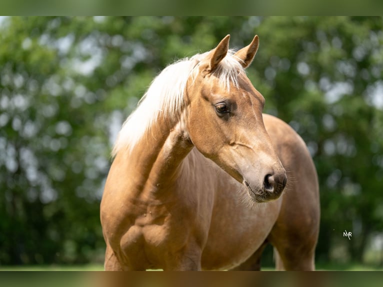 American Quarter Horse Stute 1 Jahr Palomino in Grobbendonk