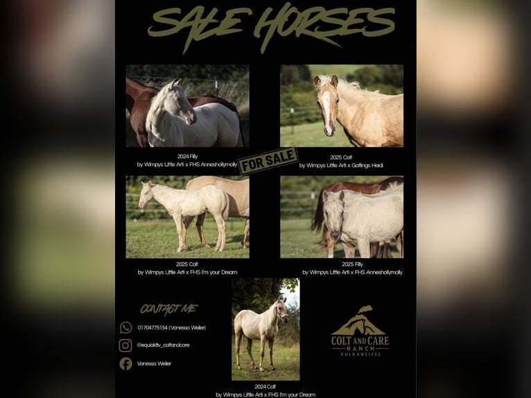 American Quarter Horse Stute 1 Jahr Palomino in Mehren