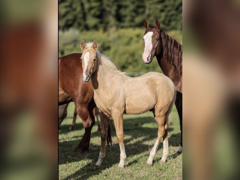 American Quarter Horse Stute 1 Jahr Palomino in Mehren