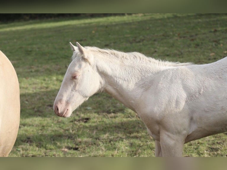 American Quarter Horse Stute 1 Jahr Palomino in Mehren