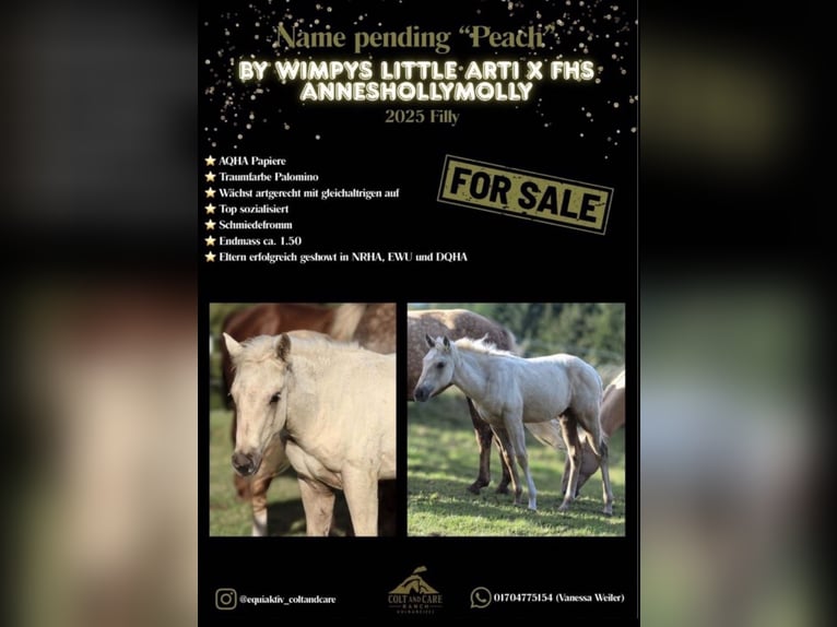 American Quarter Horse Stute 1 Jahr Palomino in Mehren